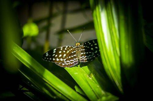 Водопад Кулен  (Камбоджа)