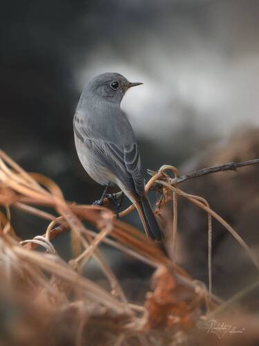 Горихвостка в осеннем лесу