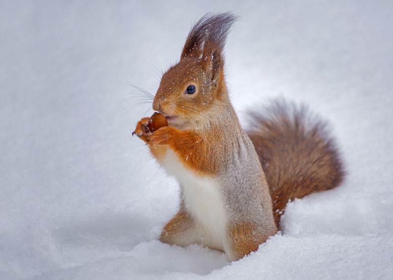 Зима снежная была... фото превью