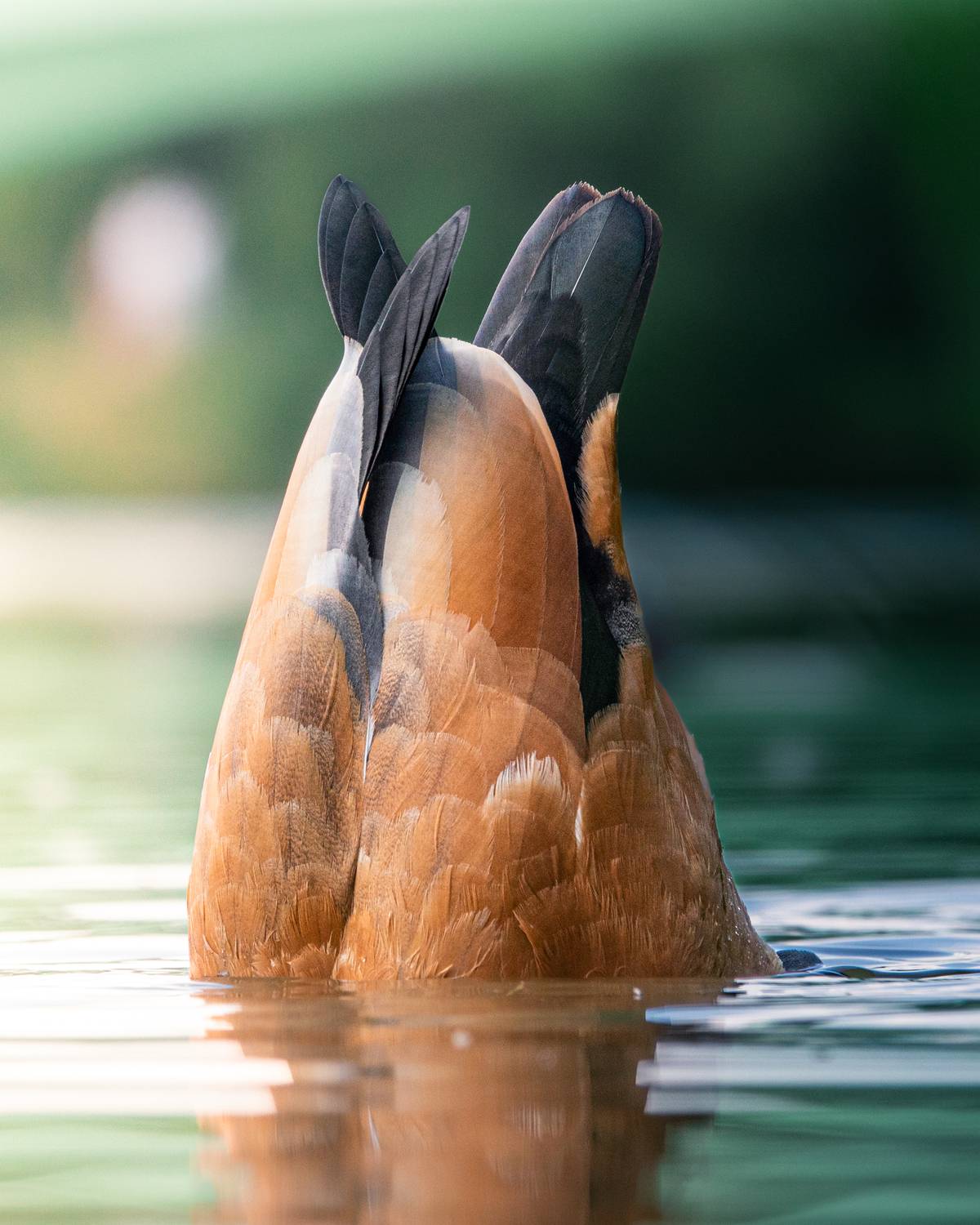 , Андрей Иванов