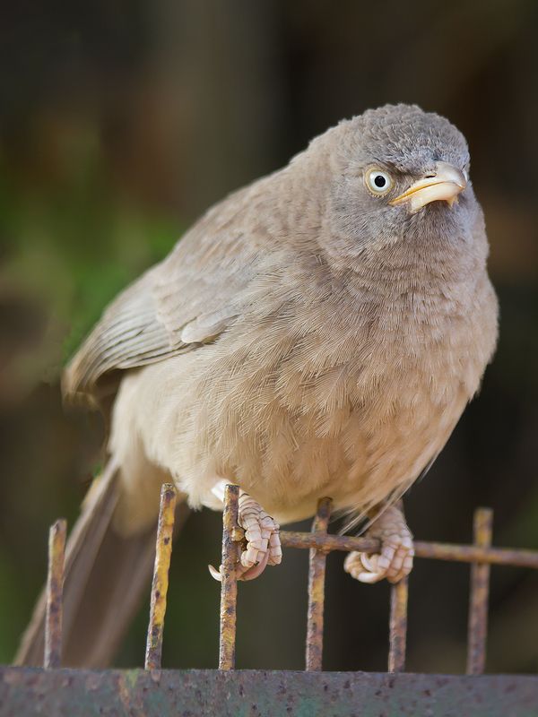 india Рассердился фото превью