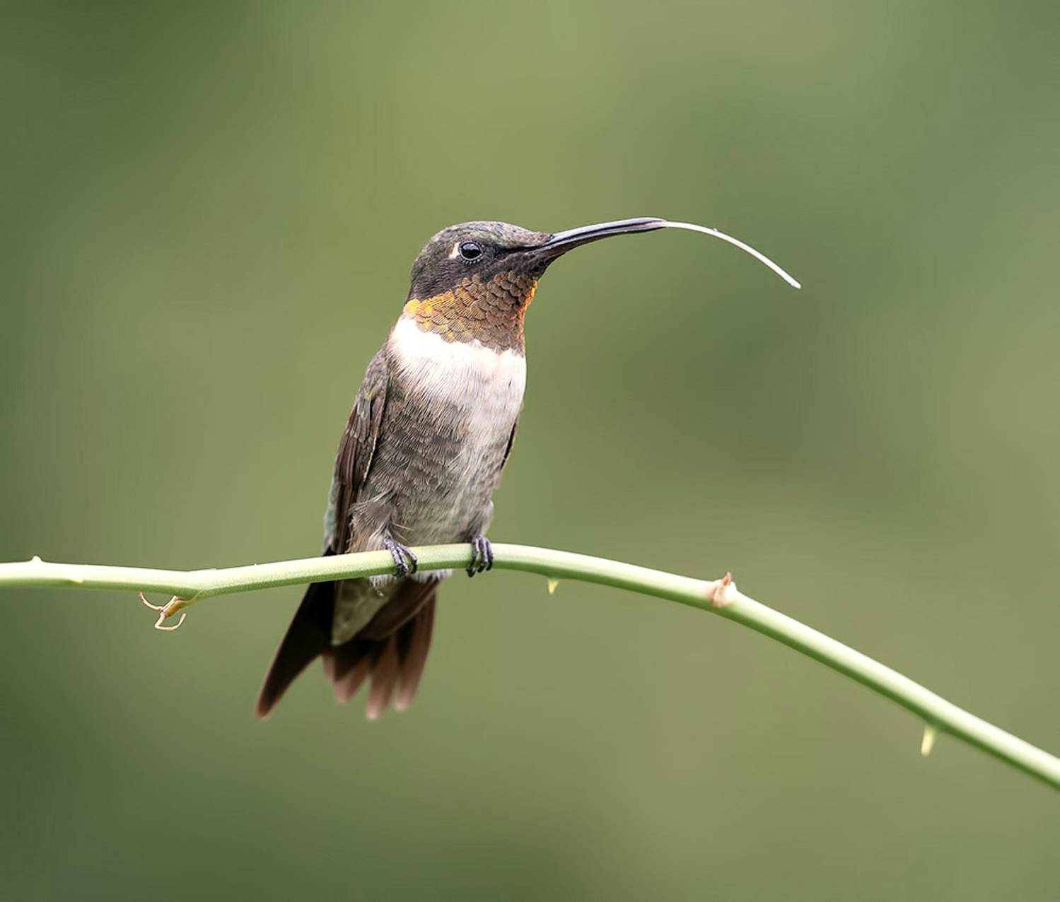 колибри,ruby-throated hummingbird, hummingbird, Etkind Elizabeth