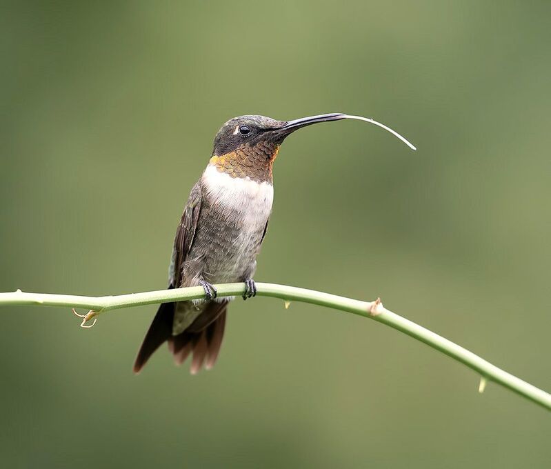 колибри,ruby-throated hummingbird, hummingbird Hummingbird with tongue -Колибри с язычком фото превью