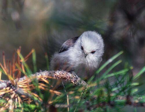 Ополовник (2 фото)