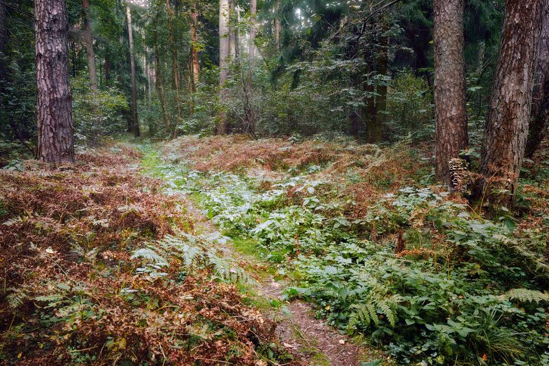 лес, деревья, листва, свет, осень В осеннем лесу фото превью