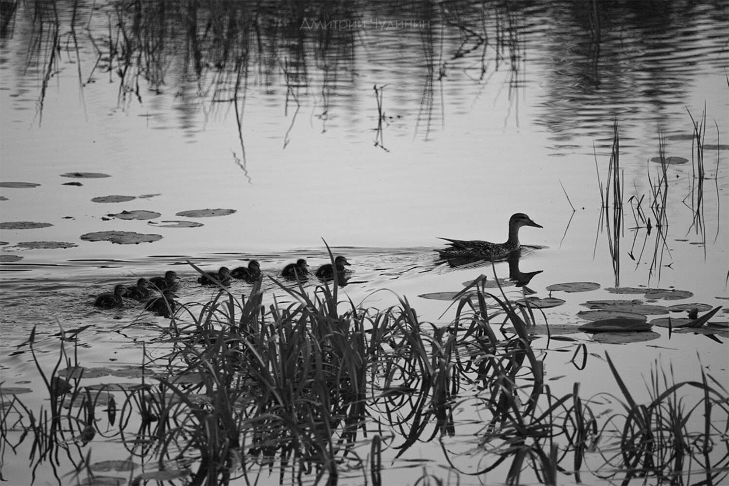 , Чудинин Дмитрий