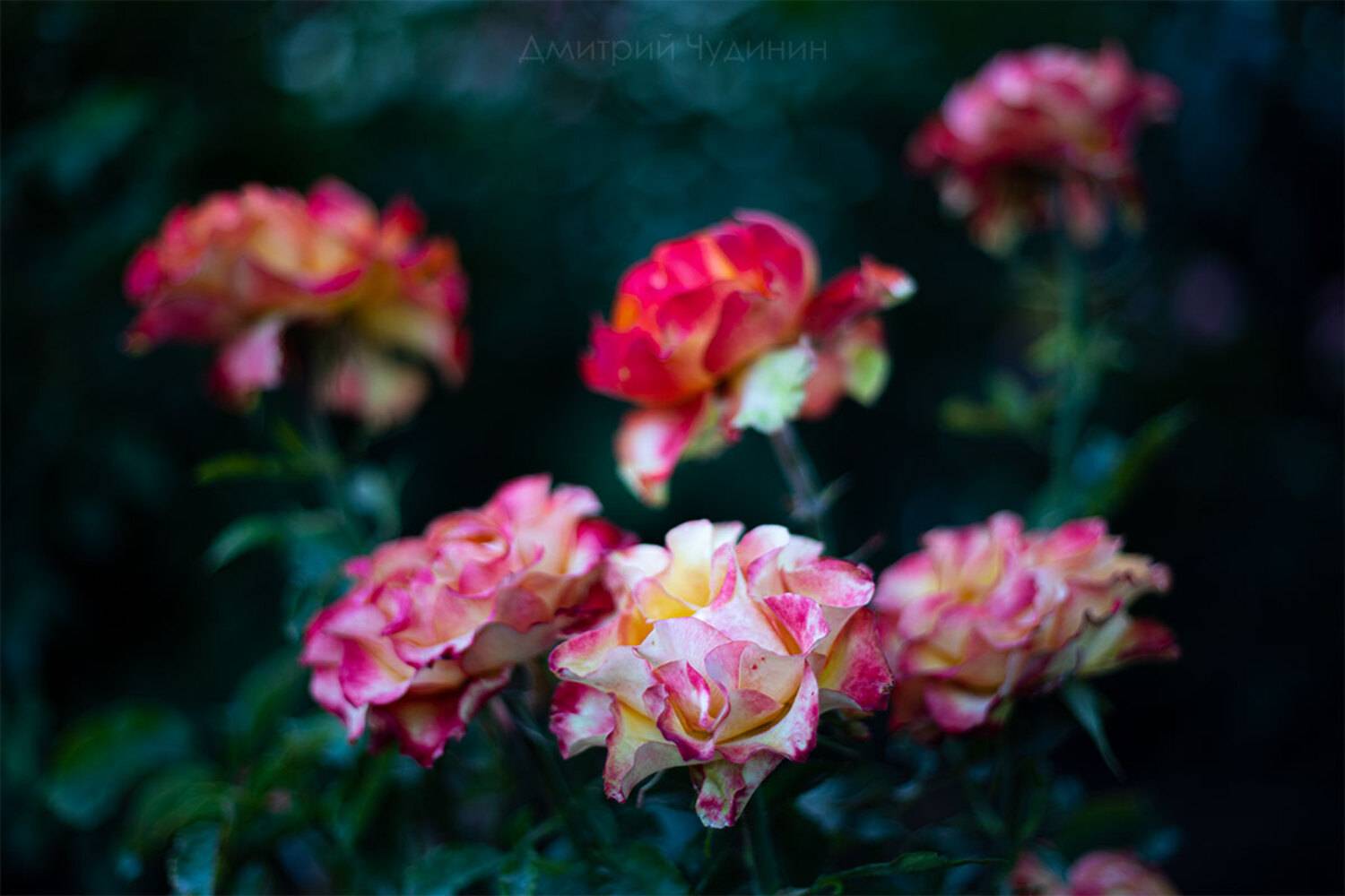 , Чудинин Дмитрий