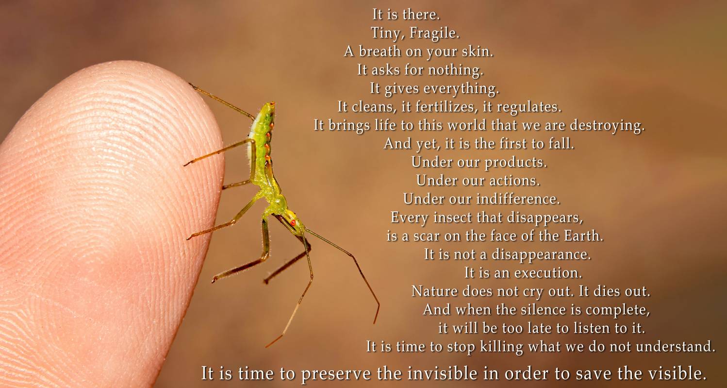 макрофото, макрофотографии, фотомакро, насекомые, макромир, макрофотограф, макроаддикт, макро_мир, naturelovers, naturelover, naturephotography, macrolove, macro_love, biodiversity, macrophotography, macro, macronature, entomology, arthropods, arthropod, ,  Stephane