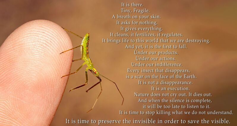 макрофото, макрофотографии, фотомакро, насекомые, макромир, макрофотограф, макроаддикт, макро_мир, naturelovers, naturelover, naturephotography, macrolove, macro_love, biodiversity, macrophotography, macro, macronature, entomology, arthropods, arthropod,  Preserve the Invisible фото превью