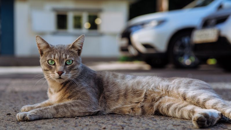 Кот фото превью