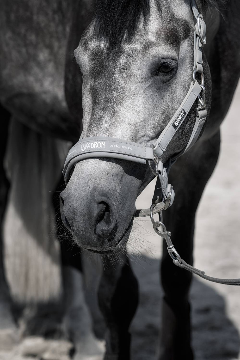 , Глухарёва Ольга