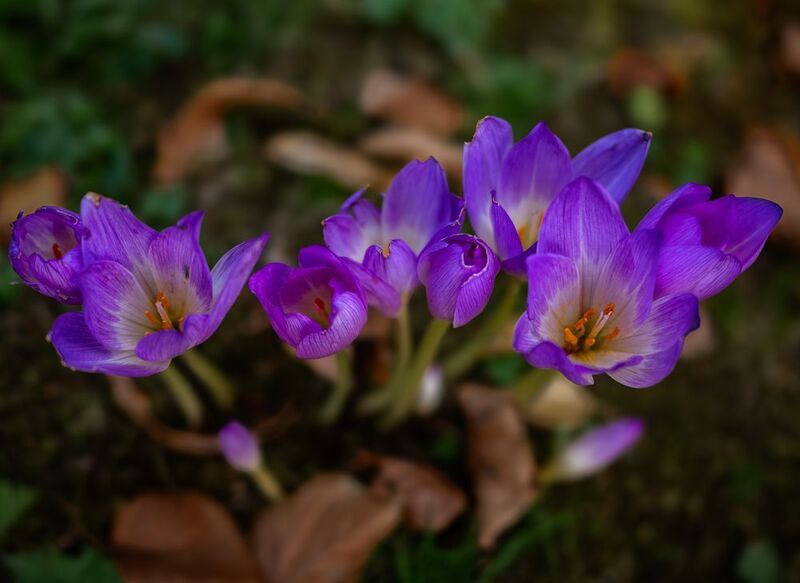 Безвременники. фото превью
