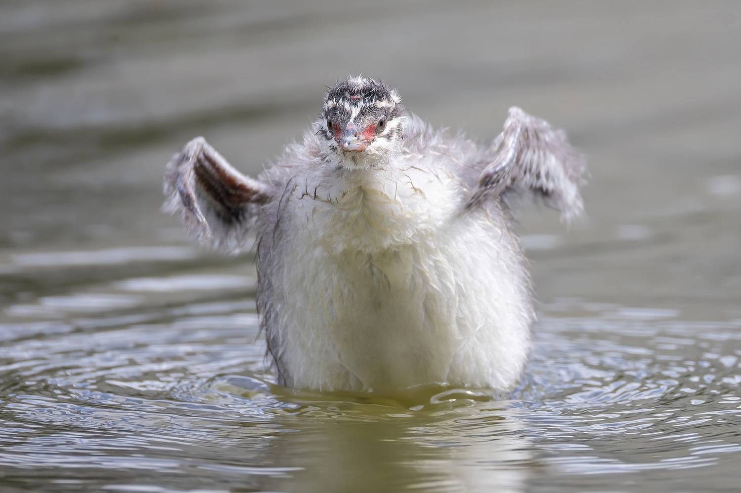 камышевка, птицы, Ruslan Pl