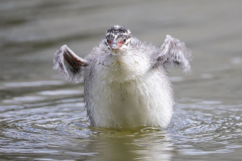 камышевка, птицы  фото превью