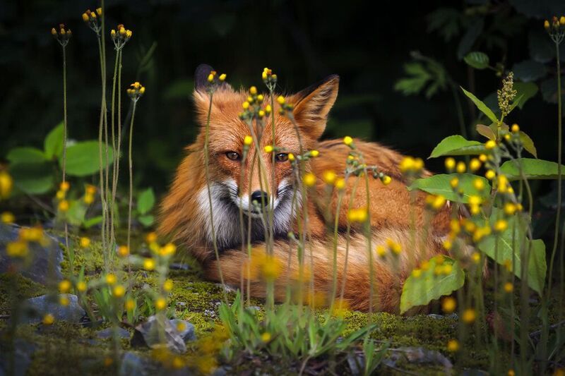 лиса, рыжая, камчатка Про лису фото превью