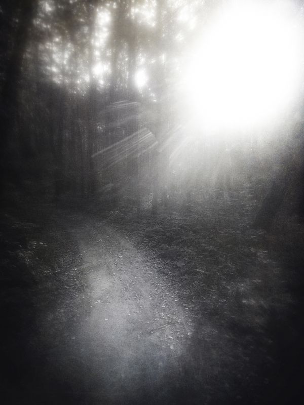 чб, лес, тропа, солнце, пикториализм Изучая тишину. фото превью