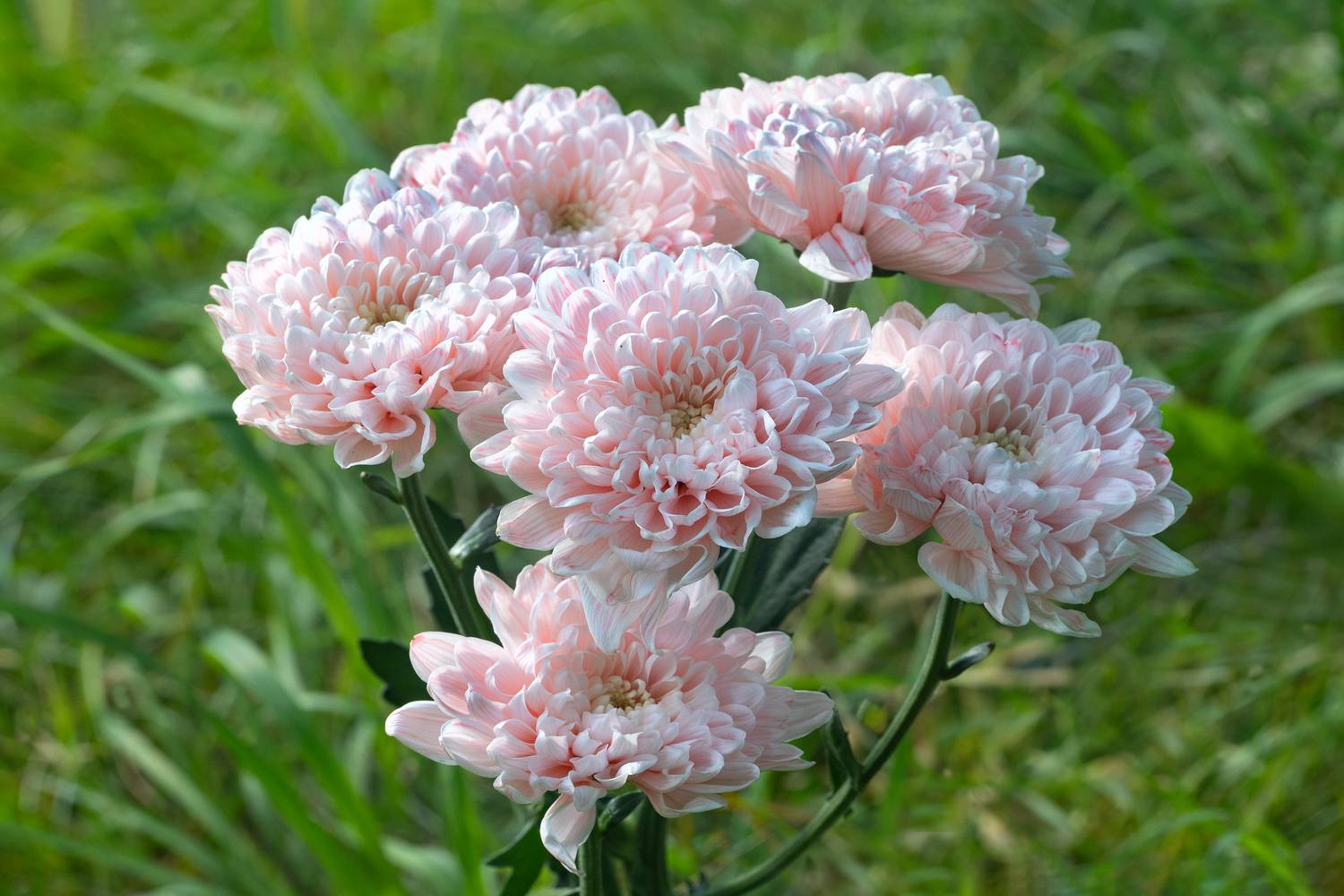 , Ушаков Валерий