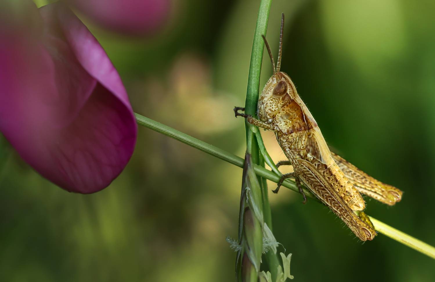 лето, саранча, насекомые, Лапин Сергей