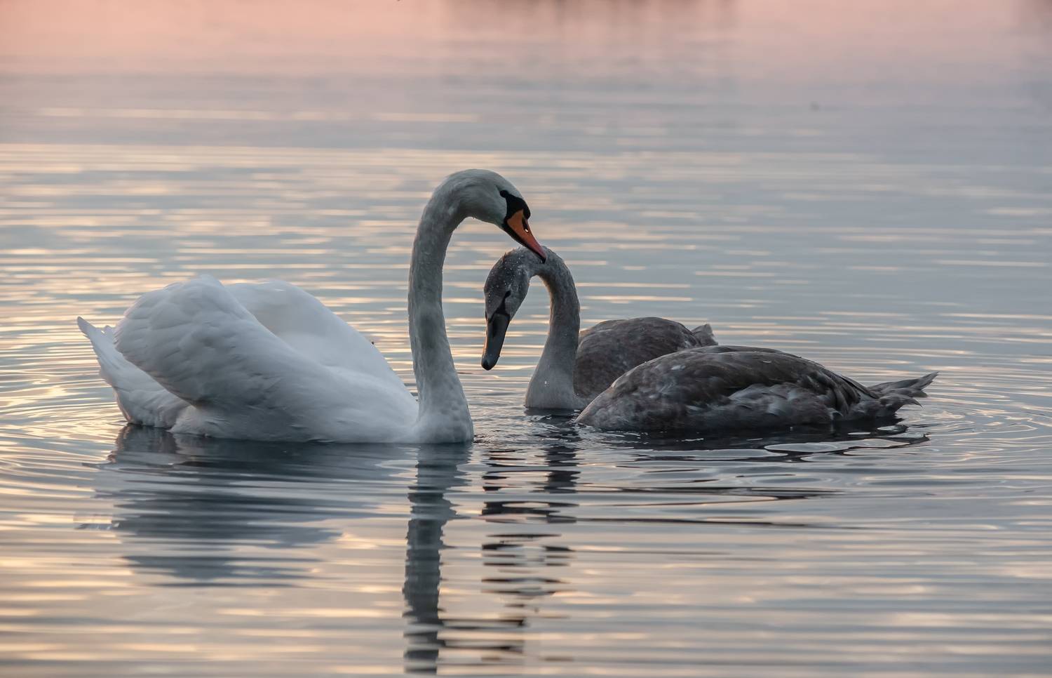 , Ватрушкин Максим