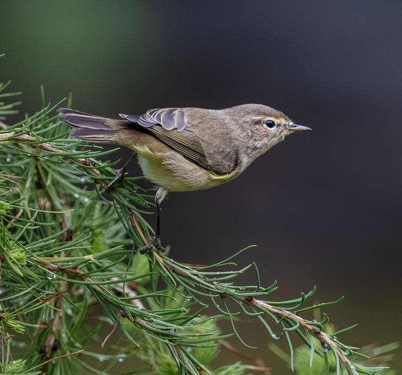 Этюды с пеночкой фото превью
