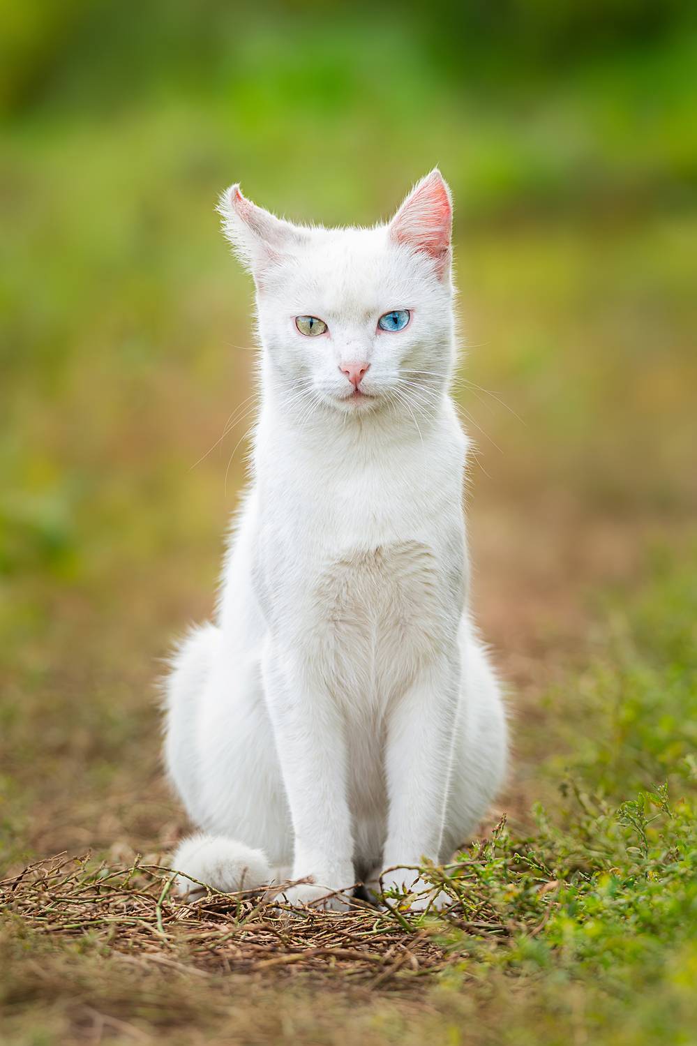 , Корнеев Алексей