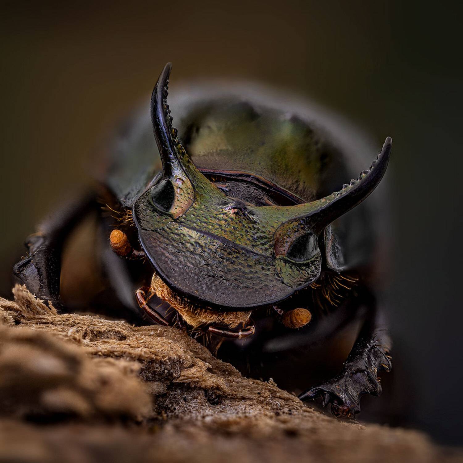 coleoptera, scarabaeidae, digitonthophagus sp., Kavaliauskas Eugenijus