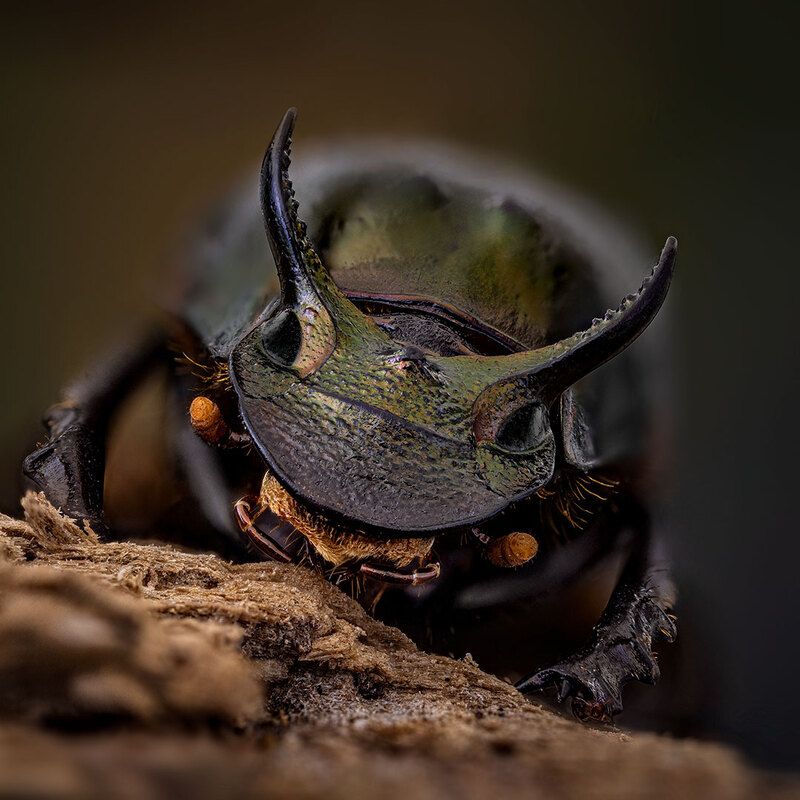 coleoptera, scarabaeidae, digitonthophagus sp. Утилизатор фото превью
