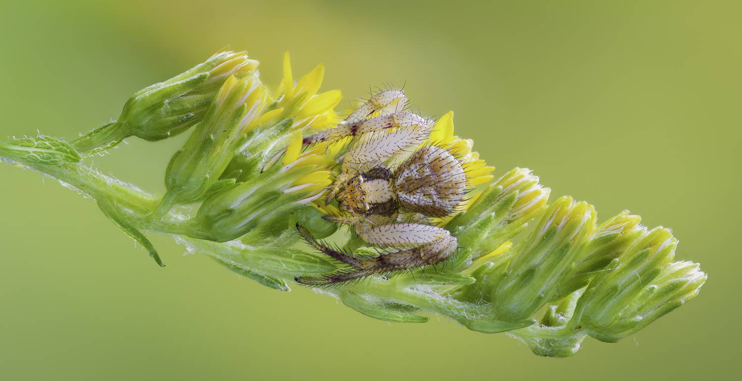 spider, animal, wild, insect, arachnid, leaf, macro,, Atul Saluja