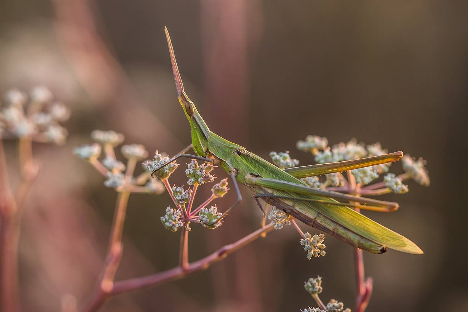 , Илья Михеев