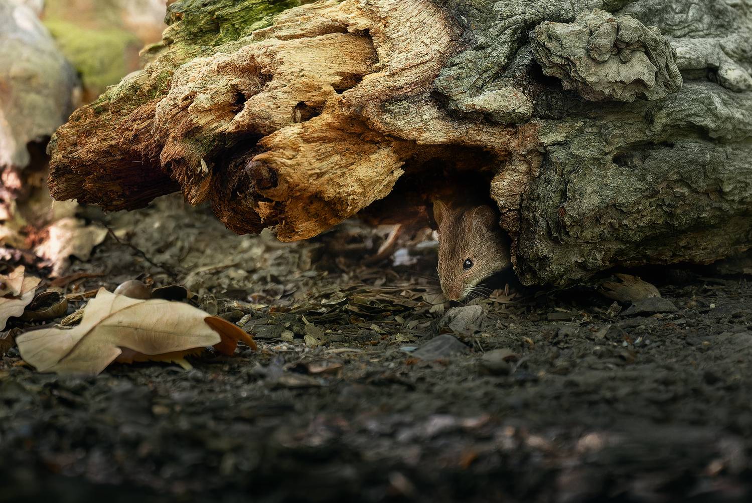 , Ширяев Константин