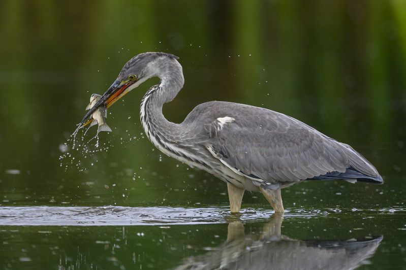 Улов фото превью