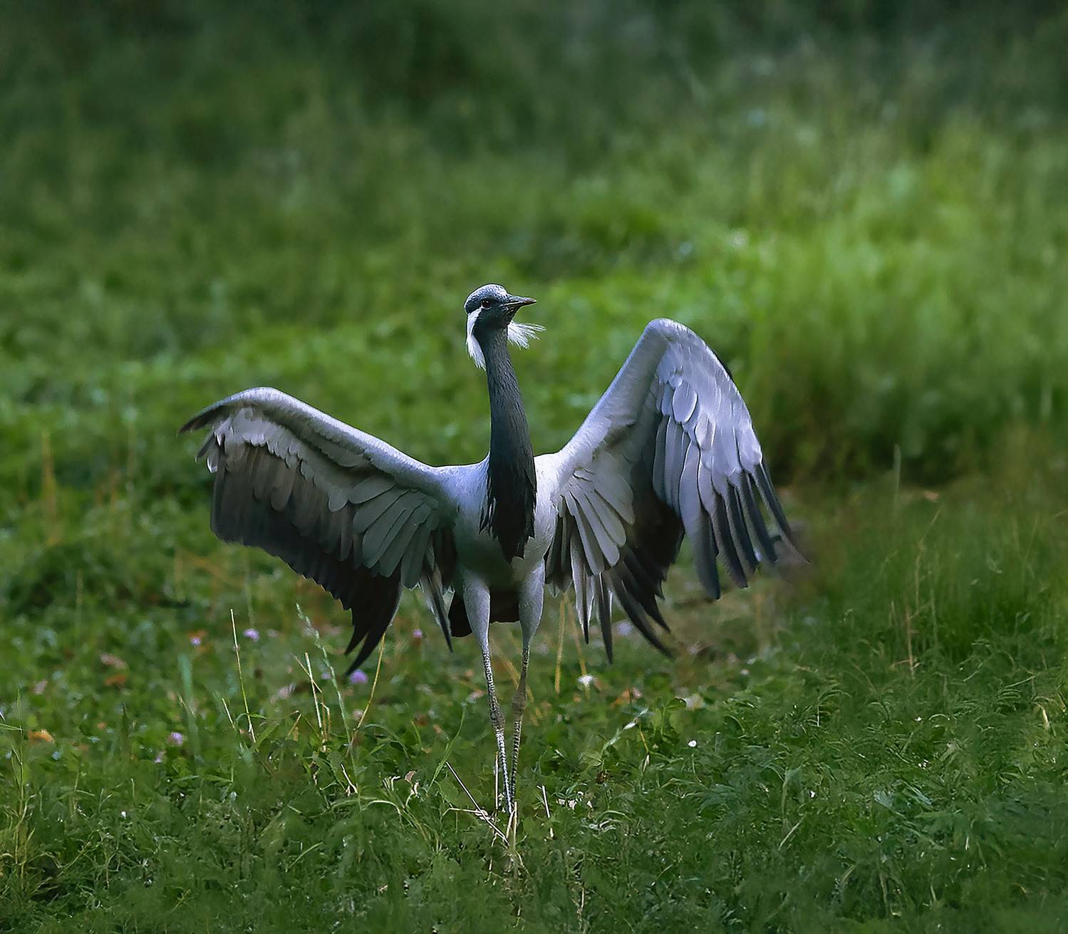 журавль, красотка, природа,crane, beautiful, nature, Юлия Стукалова