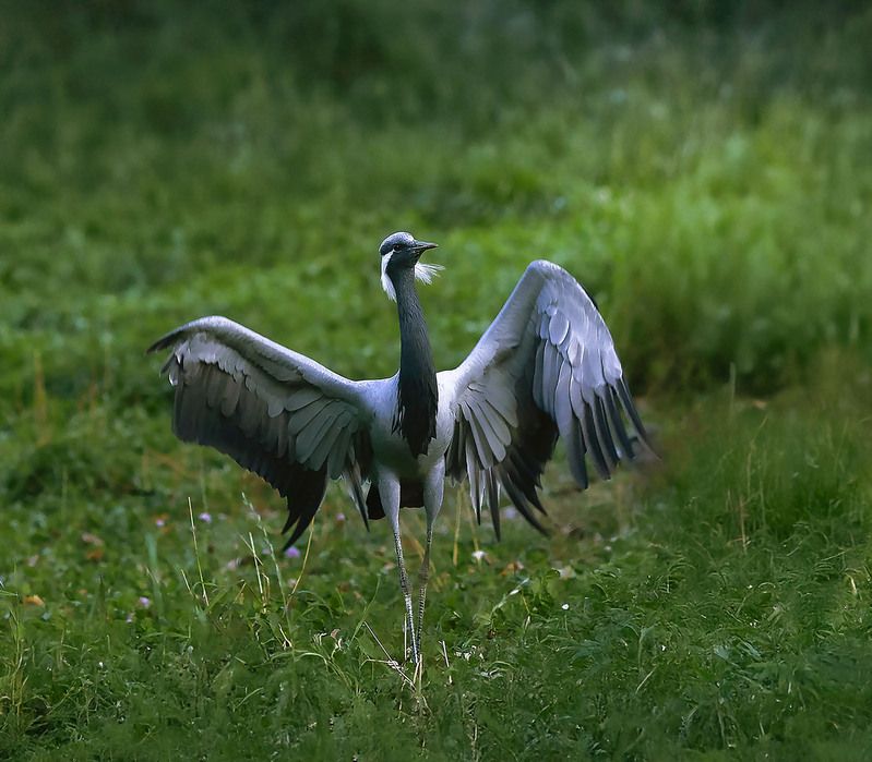 журавль, красотка, природа,crane, beautiful, nature Красотка фото превью