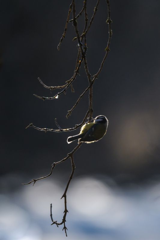 лазоревка, капель, древесный сок Сладкая капель фото превью