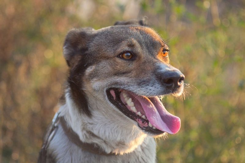 дворянин Тима. фото превью