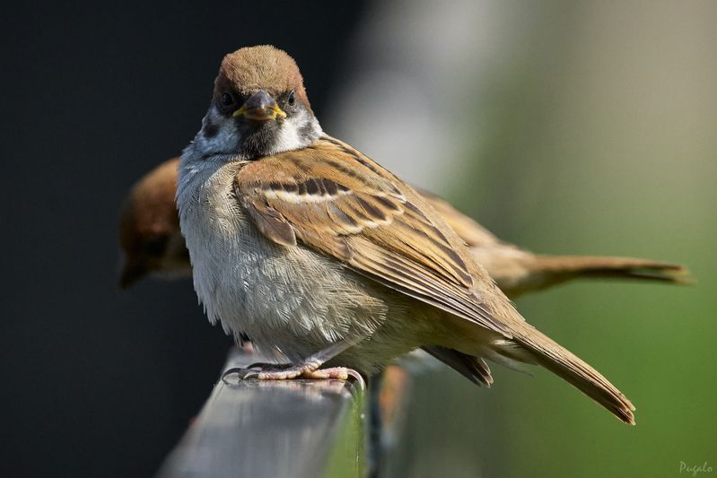 Полевой воробей / Passer montanus / Eurasian tree sparrow фото превью