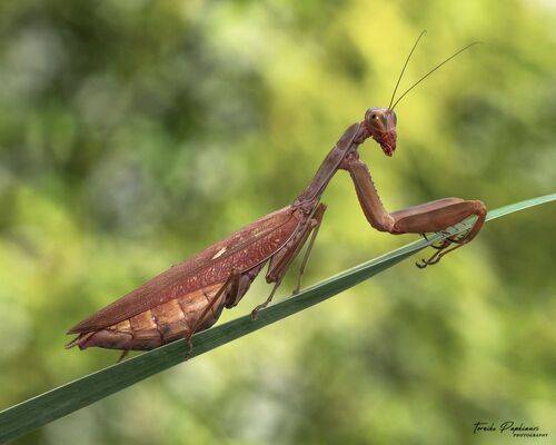MANTIS