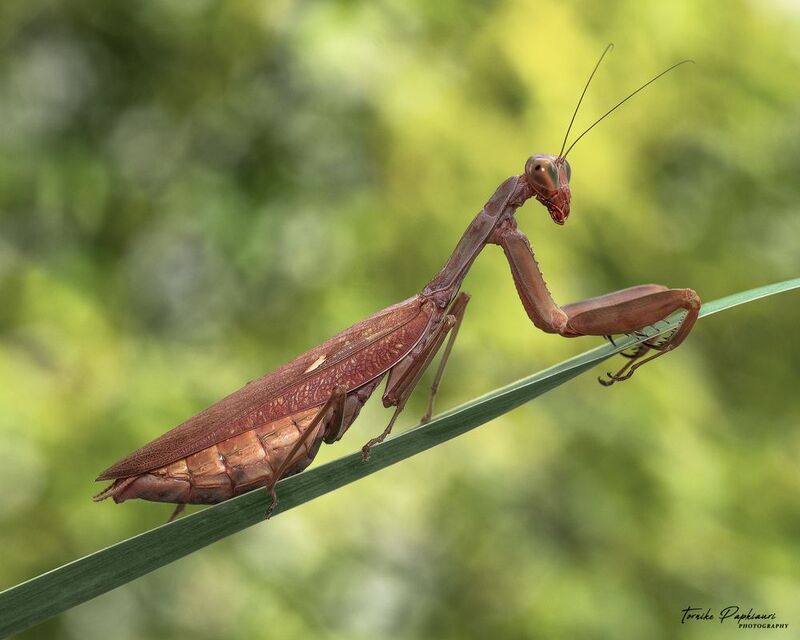 macro, mantis, georgia MANTIS фото превью