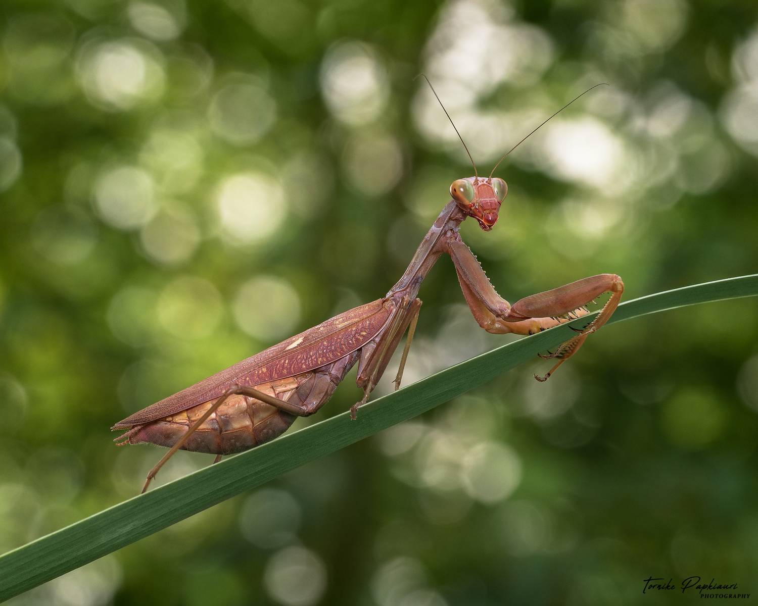 macro, mantis, georgia, PAPKIAURI TORNIKE