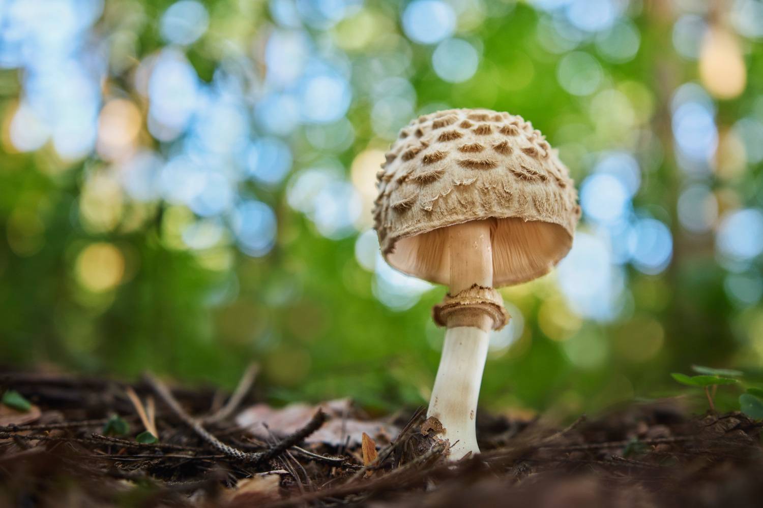 гриб, лес, Валерий Вождаев