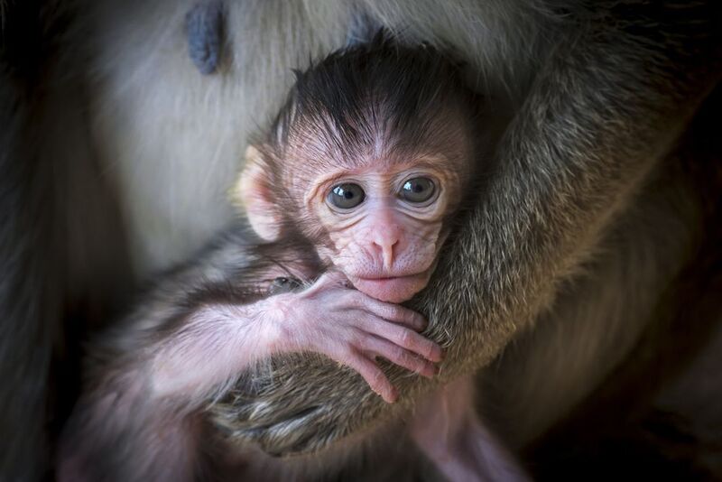 камбоджа, cambodia, siemriep, сиемриап, ангкор ват, angkorwat, храм, индуизм, индуистский храм, обезьяны, обезьяна, макак, макак резус, macaca mulatta, яванский макак, макак-крабоед, macaca fascicularis, григорий беденко, grigoriy bedenko, Ангкор ват (Обитель Вишну) часть 3 фото превью