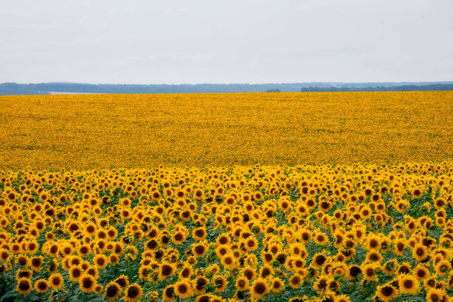 подсолнухи, природа, поля подсолнухов, Тульская область, Мартыненко Дмитрий