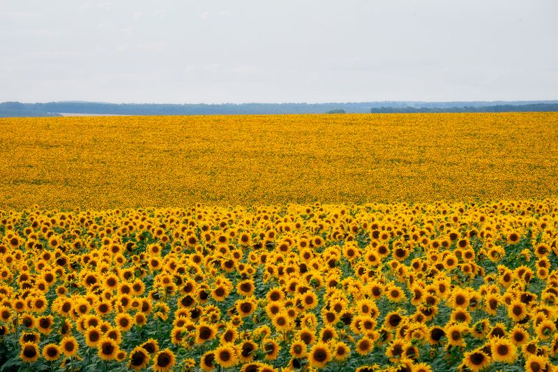 подсолнухи, природа, поля подсолнухов, Тульская область Подсолнухи фото превью