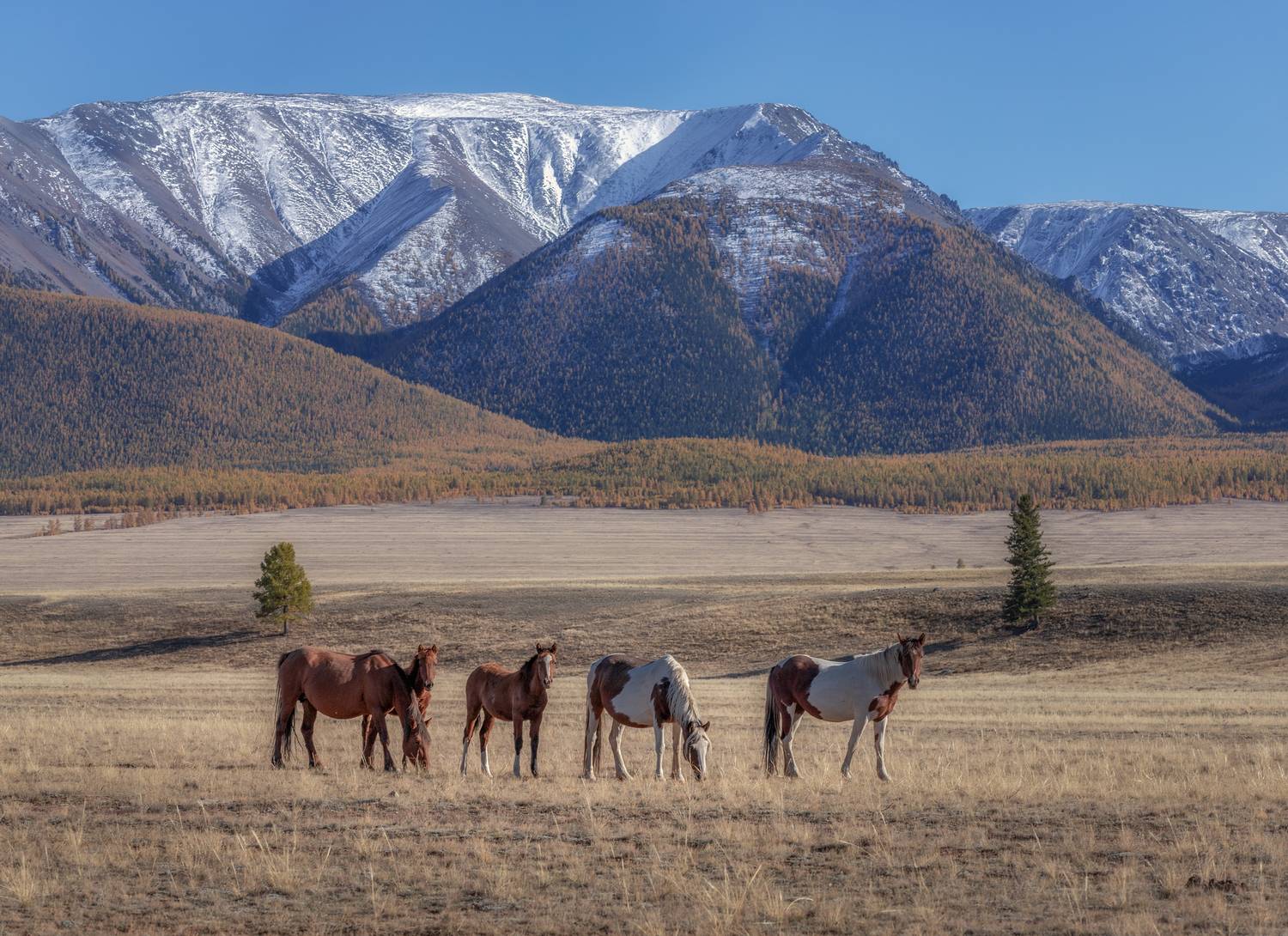 алтай, Гусева Елена