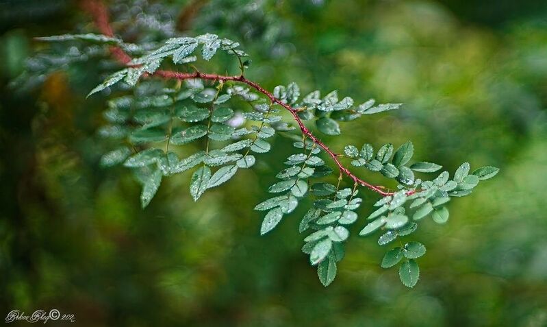 *** фото превью