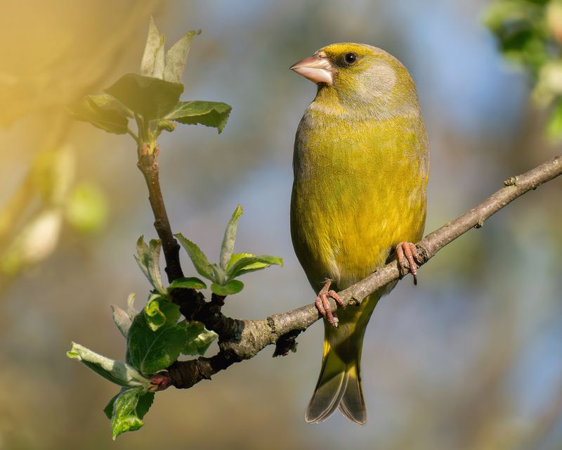 Очень серьезный птиц! фото превью