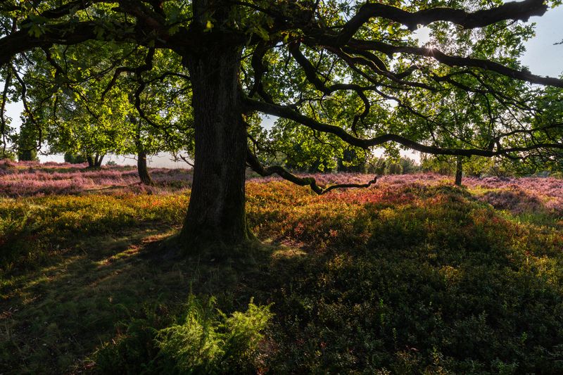 Lüneburg Heath, Germany фото превью