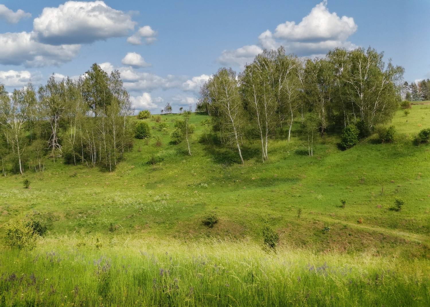 , Кондрашова Светлана