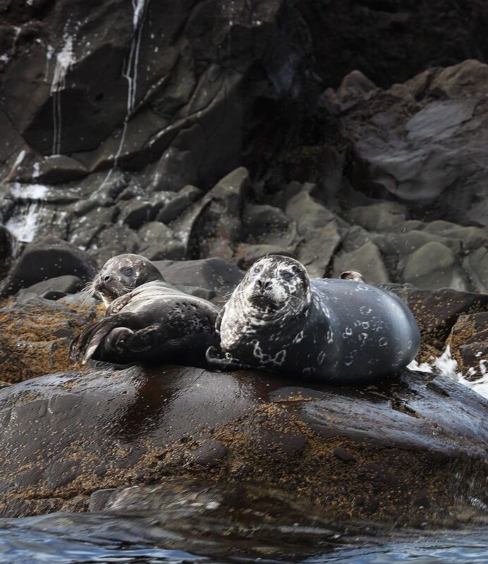 Нерпы ларги фото превью