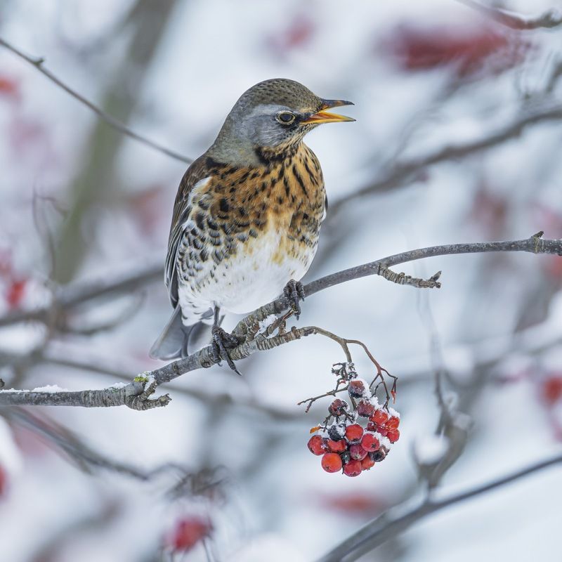 дрозд, рябинник, рябина, дрозд-рябинник, птицы  фото превью